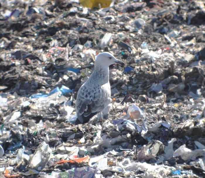 Caspian Gull