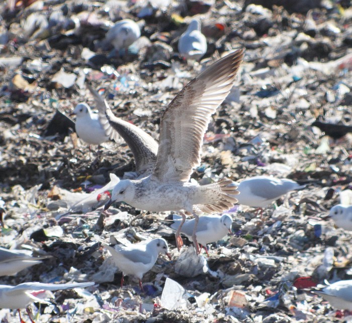 Caspian Gull