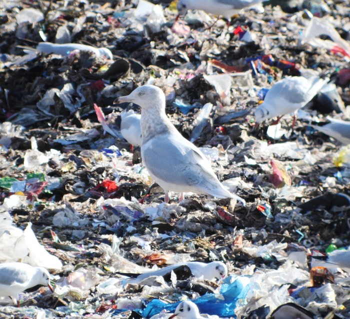 Glaucous Gull