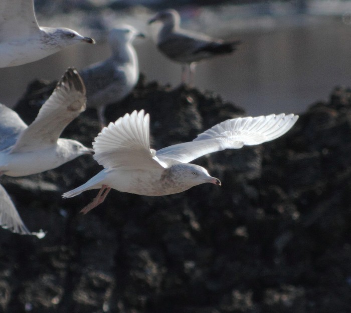 Glaucous Gull