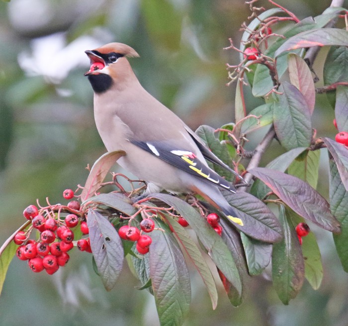 Waxwing