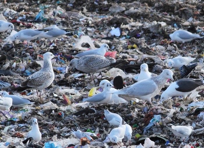 Glaucous Gull