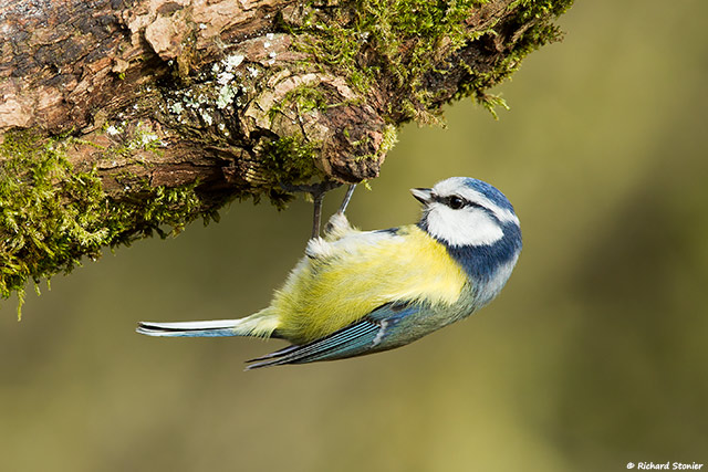 Blue Tit