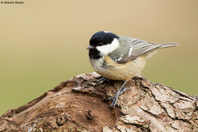Coal Tit