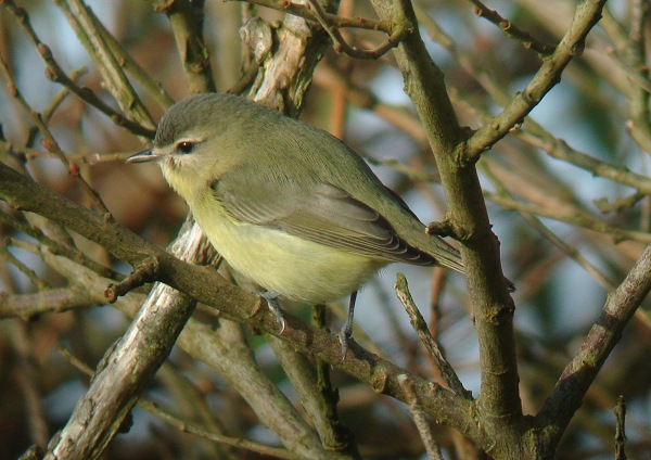 Philadelphia Vireo
