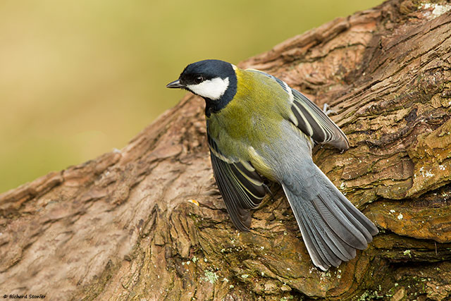 Great Tit