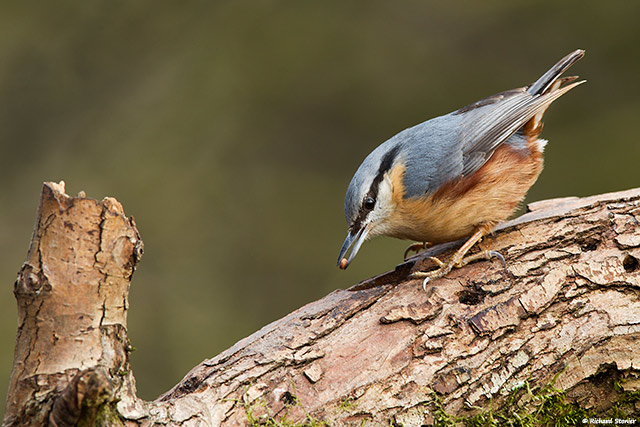 Nuthatch