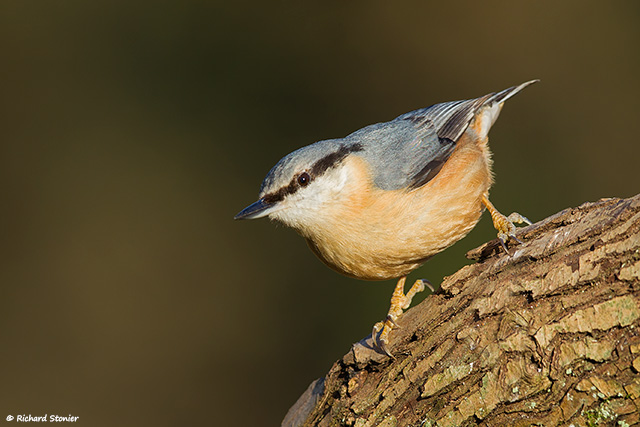 Nuthatch