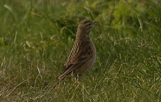 Richard's Pipit