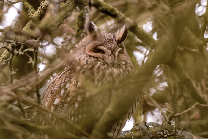 Long-eared Owl