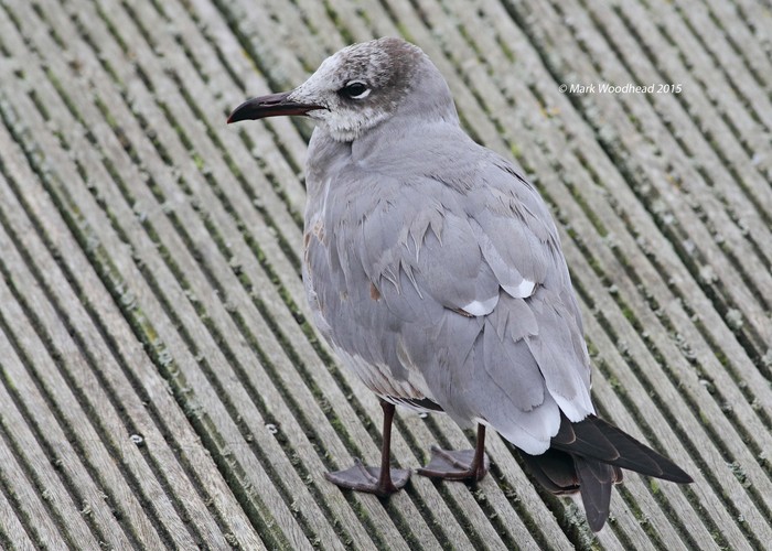Laughing Gull
