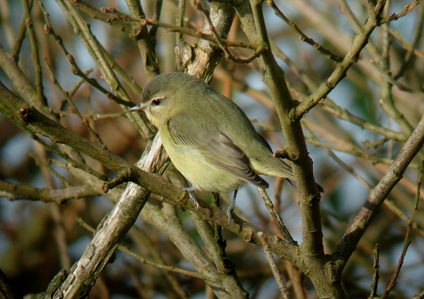 Philadelphia Vireo