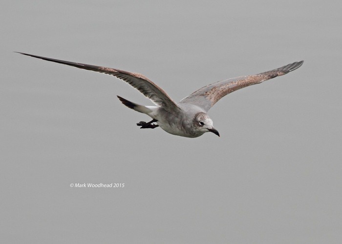 Laughing Gull
