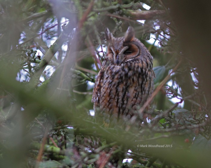 Long-eared Owl