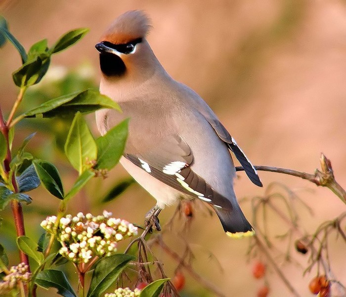 Waxwing