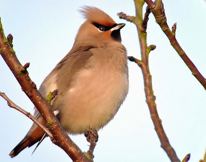 Waxwing