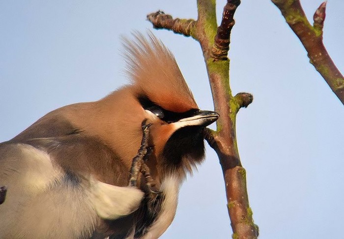Waxwing