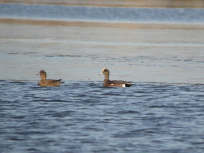 American Wigeon