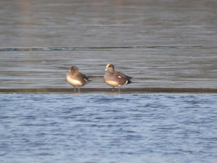 American Wigeon