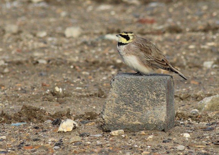 Shorelark