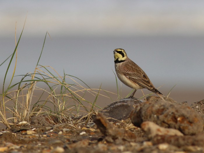Shorelark