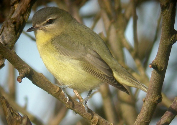 Philadelphia Vireo