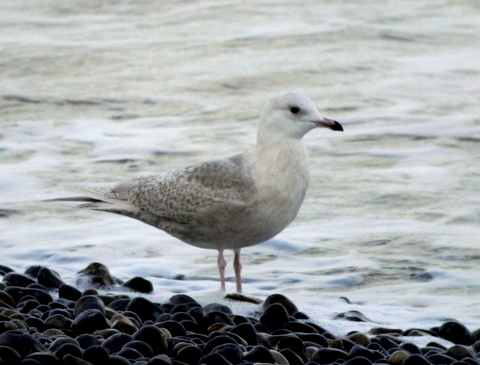 Iceland Gull