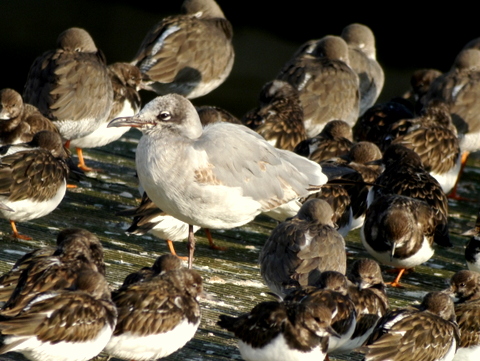 Laughing Gull