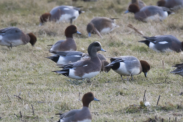 American Wigeon