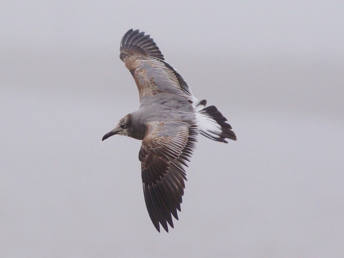 Laughing Gull