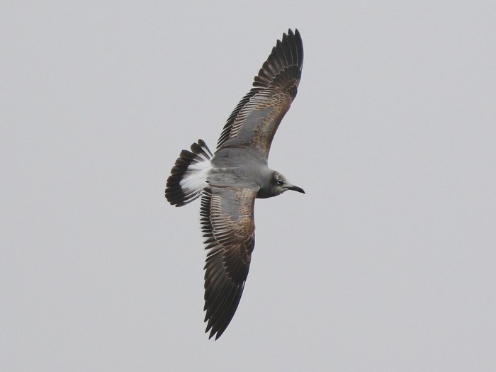 Laughing Gull