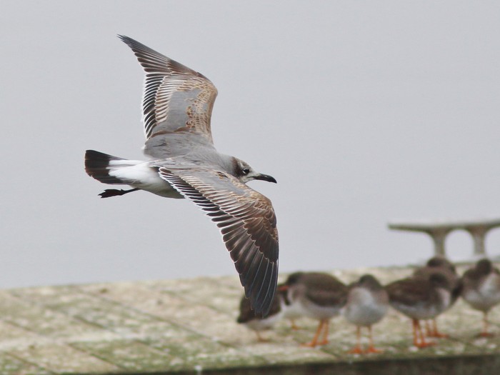 Laughing Gull