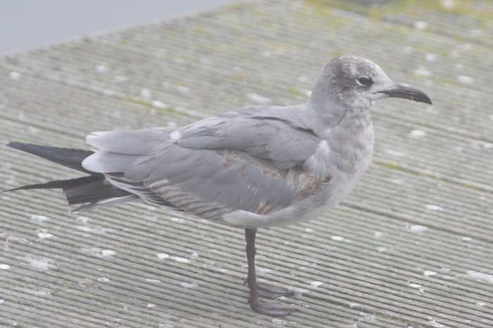 Laughing Gull