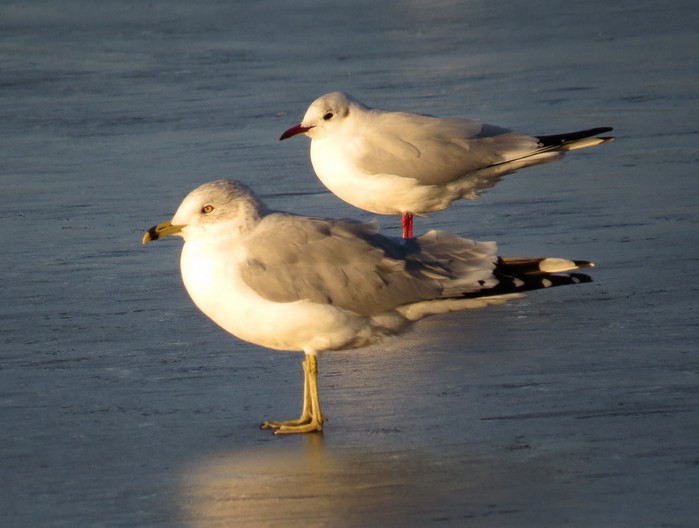 Ring-billed Gull