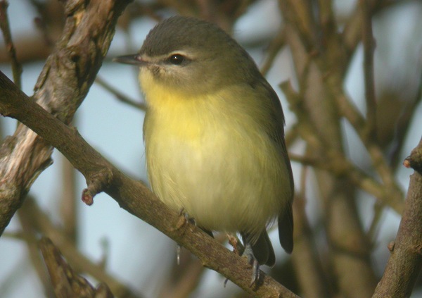Philadelphia Vireo