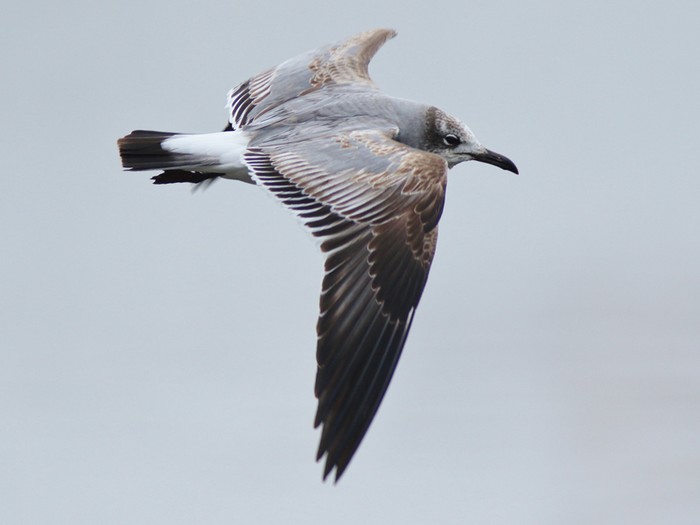 Laughing Gull