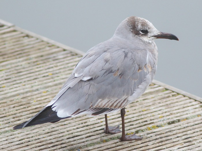 Laughing Gull