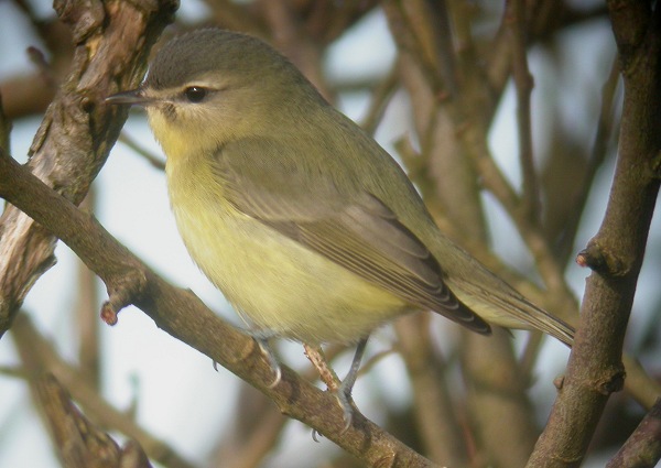 Philadelphia Vireo