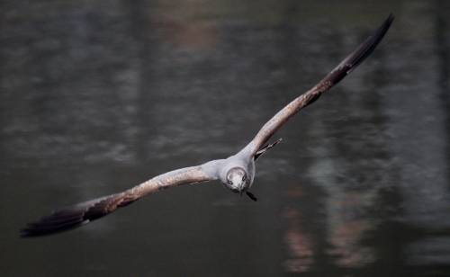 Laughing Gull