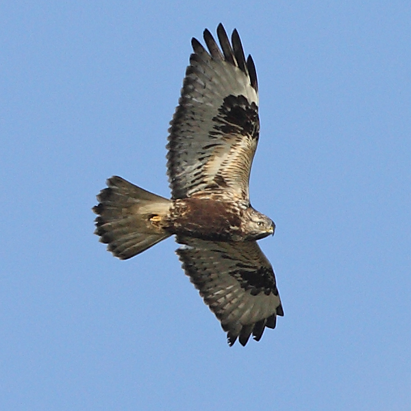 Rough-legged Buzzard