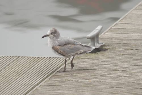 Laughing Gull