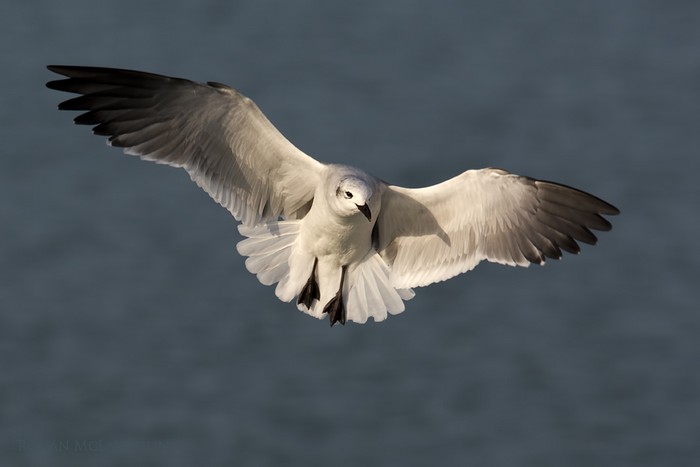 Laughing Gull