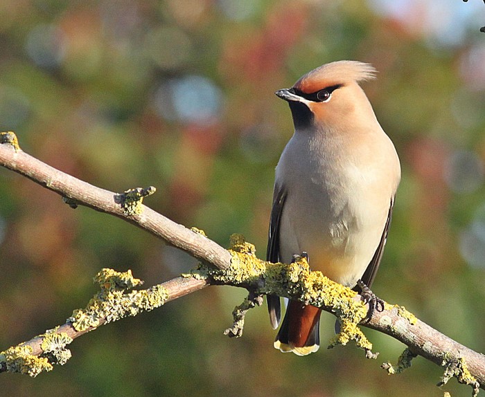 Waxwing