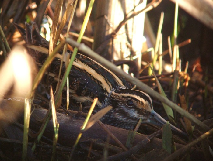 Jack Snipe