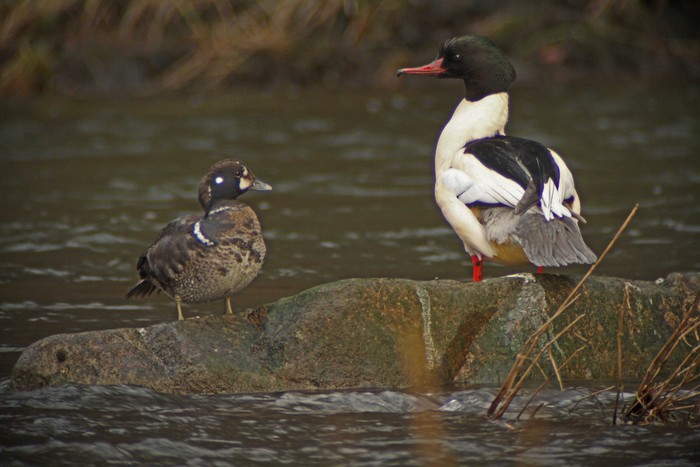 Harlequin Duck