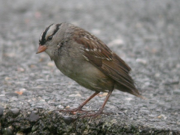 White-crowned Sparrow