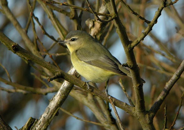 Philadelphia Vireo