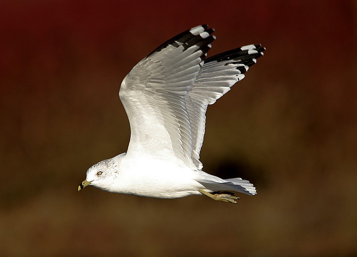 Ring-billed Gull
