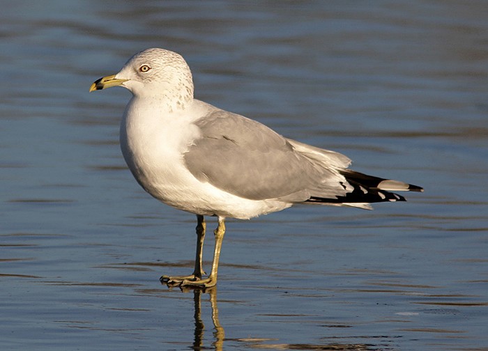 Ring-billed Gull