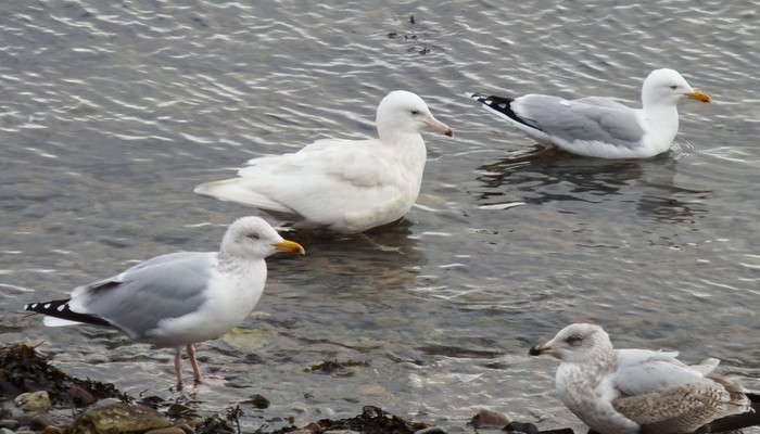 Glaucous Gull